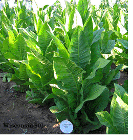 Wisconsin Tobacco Plant